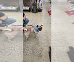 Small #3 Pug