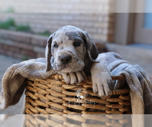 Great Dane Puppy for sale in DENISON, TX, USA