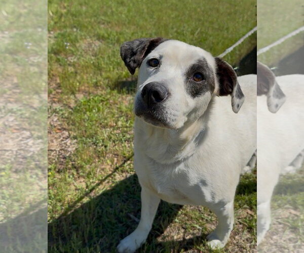 Medium Photo #2 Mutt Puppy For Sale in Rockaway, NJ, USA