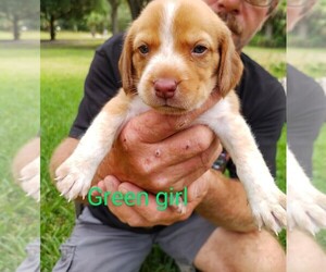 Beagle Puppy for sale in COCOA, FL, USA