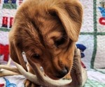 Small Photo #21 Labrador Retriever Puppy For Sale in BUFFALO, NY, USA