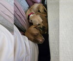 Small #12 Black Mouth Cur-Labrador Retriever Mix
