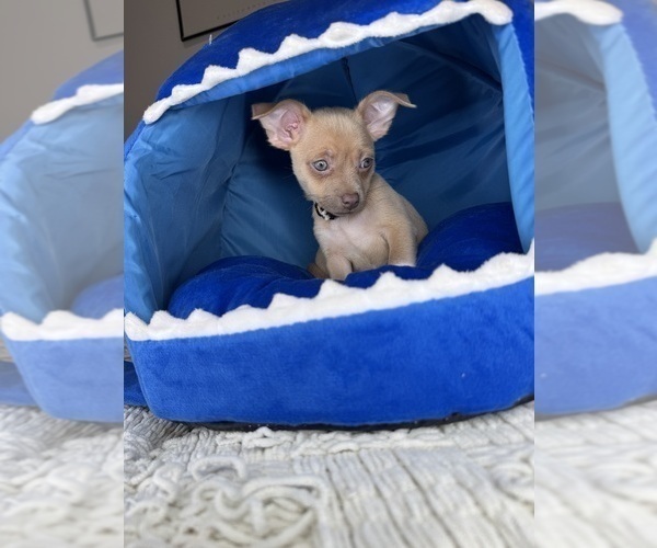 Medium Photo #6 Chihuahua Puppy For Sale in MATTHEWS, NC, USA