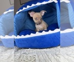 Small #5 Chihuahua
