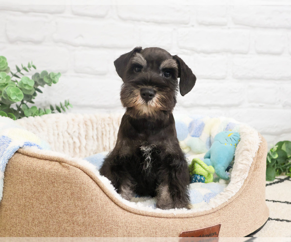 Medium Photo #4 Schnauzer (Miniature) Puppy For Sale in SYRACUSE, IN, USA
