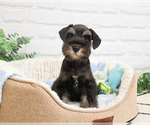Small #3 Schnauzer (Miniature)