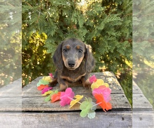 Dachshund Puppy for Sale in MIDDLEBURY, Indiana USA