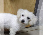 Small #5 Bichon Frise