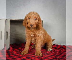 Goldendoodle Puppy for sale in ITASCA, TX, USA