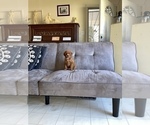 Small #20 Poodle (Toy)