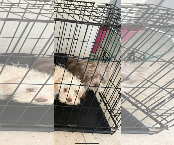 Medium Photo #3 Mutt Puppy For Sale in Grafton, WI, USA
