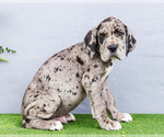 Small Photo #61 Great Dane Puppy For Sale in WAKARUSA, IN, USA