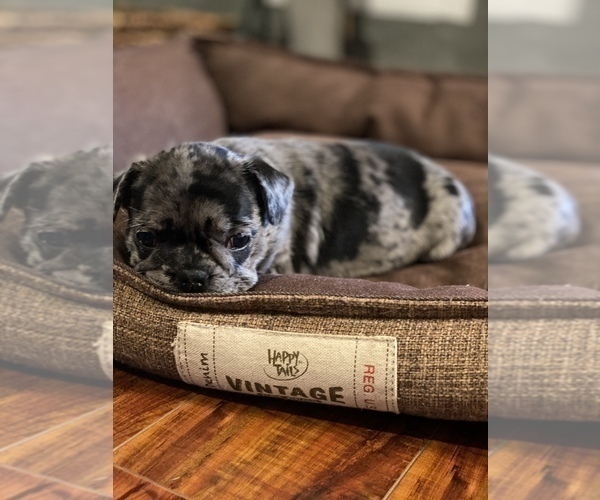 Medium Photo #622 French Bulldog Puppy For Sale in CERES, CA, USA