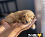 Puppy 2 Bichpoo-Poodle (Toy) Mix