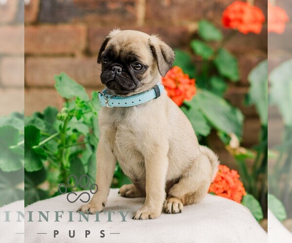 Medium Photo #2 Pug Puppy For Sale in ORRSTOWN, PA, USA