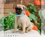 Small #1 Pug