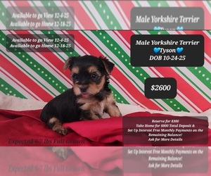 Yorkshire Terrier Puppy for sale in TUCSON, AZ, USA