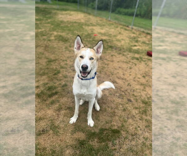 Medium Photo #1 Huskies -Unknown Mix Puppy For Sale in Muskegon, MI, USA