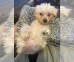 Small #1 Mutt