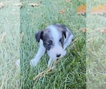 Puppy Cassie Boston Terrier-Jack Russell Terrier Mix