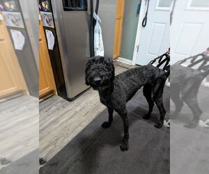 Doll - Female Poodle (Standard)-Unknown Mix Dog for Adoption - Photo #8