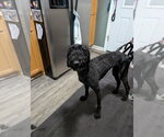 Small Photo #8 Poodle (Standard)-Unknown Mix Puppy For Sale in Shermans Dale, PA, USA