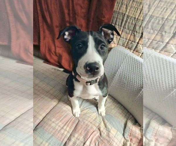 Medium Photo #12 American Pit Bull Terrier-Unknown Mix Puppy For Sale in Germantown, OH, USA