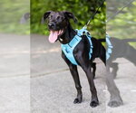 Small #3 Labrador Retriever Mix