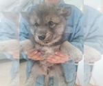 Small Photo #14 Wolf Hybrid Puppy For Sale in DALTON, OH, USA