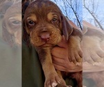 Small Bloodhound