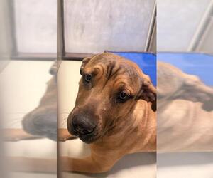 Mutt Dogs for adoption in Bakersfield, CA, USA