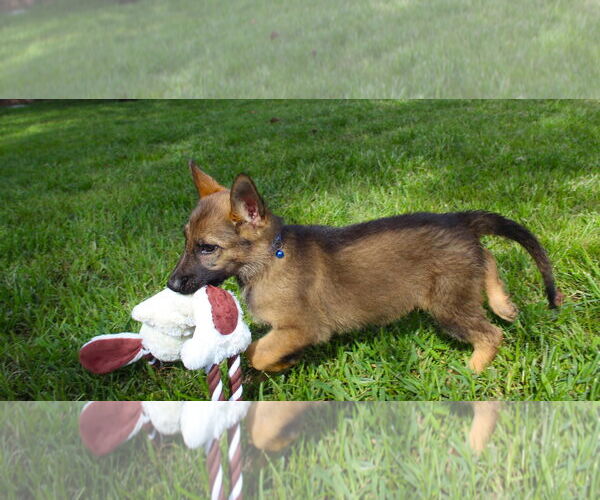 Medium Photo #3 German Shepherd Dog Puppy For Sale in Holly Hill, SC, USA