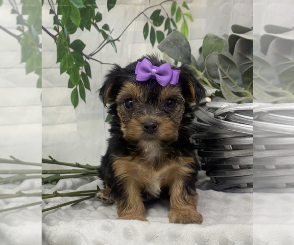 Medium Photo #3 Shorkie Tzu Puppy For Sale in SELLERSBURG, IN, USA