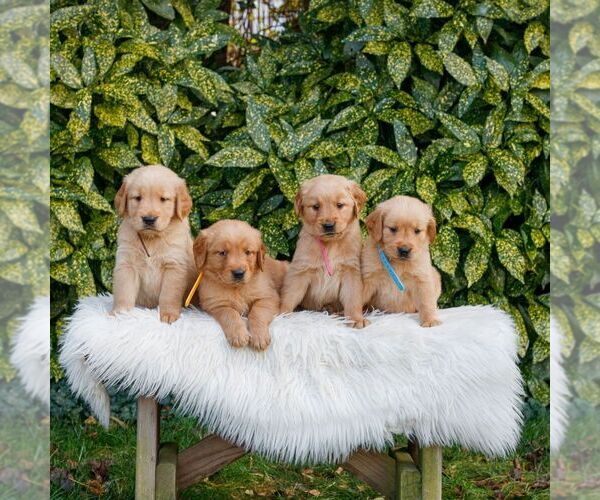 Medium Photo #2 Golden Retriever Puppy For Sale in NEW HOLLAND, PA, USA