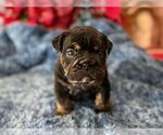 Small #8 English Bulldog
