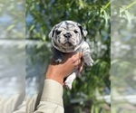Puppy Baby stitch jr French Bulldog