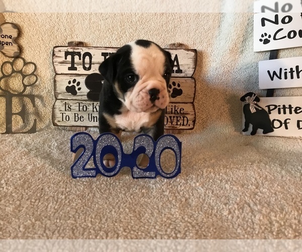 Medium Photo #2 Olde English Bulldogge Puppy For Sale in CYNTHIANA, IN, USA