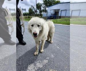 Great Pyrenees-Unknown Mix Dogs for adoption in San Antonio, TX, USA