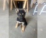 Small #16 German Shepherd Dog