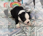 Small #1 Boston Terrier