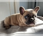 Small Photo #7 French Bulldog Puppy For Sale in WARRENTON, VA, USA