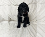 Small Photo #3 Aussiedoodle Puppy For Sale in KATY, TX, USA