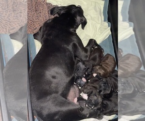 Boxer Puppy for Sale in CONROE, Texas USA