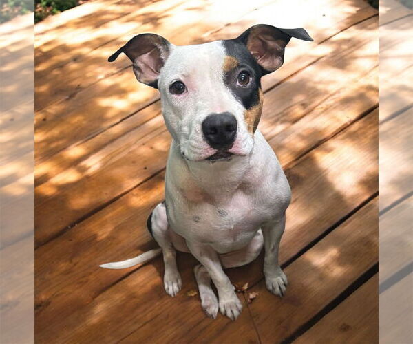 Medium Photo #1 American Pit Bull Terrier-Unknown Mix Puppy For Sale in Oakhurst, NJ, USA