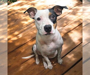 American Pit Bull Terrier-Unknown Mix Dogs for adoption in Oakhurst, NJ, USA
