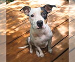 Small American Pit Bull Terrier Mix