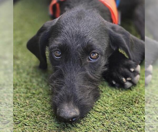Medium Photo #2 Miniature Labradoodle Puppy For Sale in San Diego, CA, USA