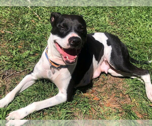 Medium Photo #2 Labrador Retriever Puppy For Sale in Ocala, FL, USA