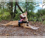 Small #2 Labrador Retriever Mix