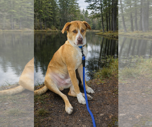 Labrador Retriever Dogs for adoption in Columbus, IN, USA